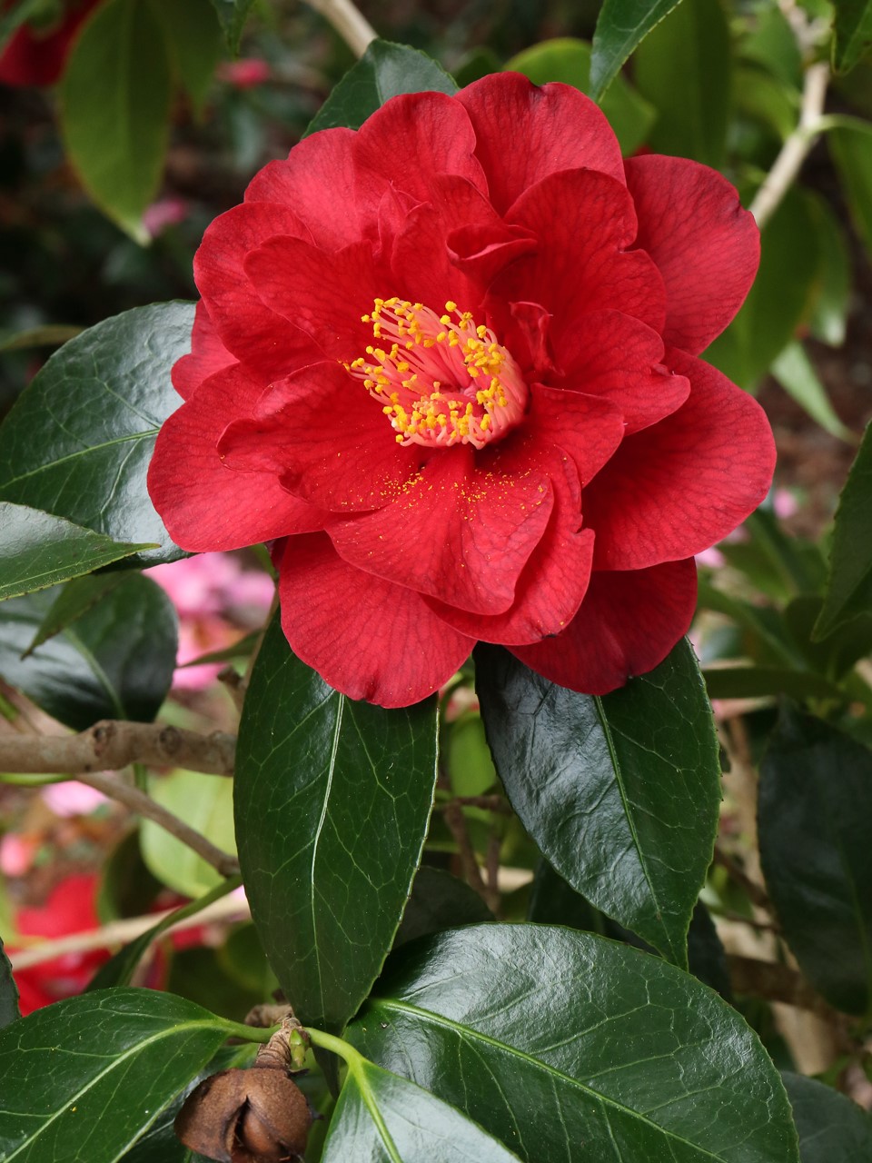 C. japonica 'Bob Hope' AGM